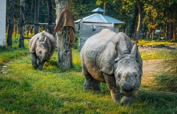 wildlife adventure activities in nepal rinos of chitwan national park