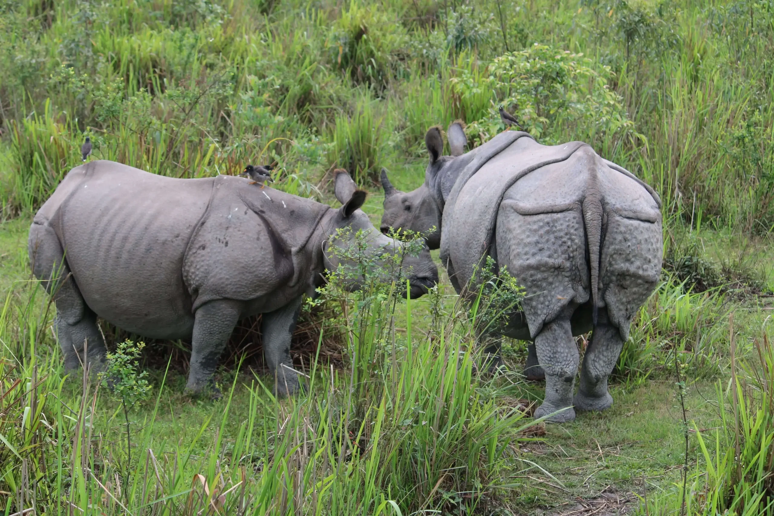 Wild rhinoceros spotted on a safari during the best time to see rinos in chitwan national park early december winter in Nepal